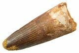 Fossil Spinosaurus Tooth - Robust Tooth #362837-1